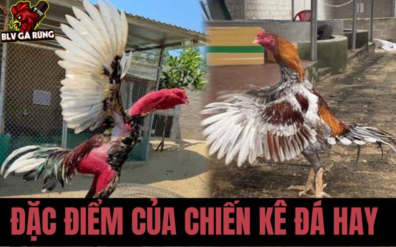 Cách nhận biết gà đá hay, nội lực tốt