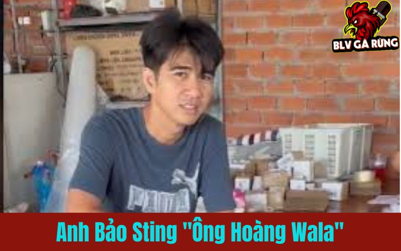 Anh Bảo Sting – “Ông Hoàng Wala” Anh Bảo Sting – “Ông Hoàng Wala”