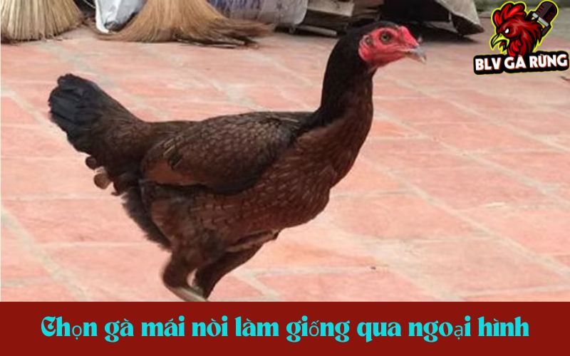 Cách chọn mái nòi làm giống qua ngoại hình Cách chọn mái nòi làm giống qua ngoại hình