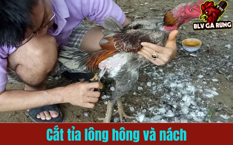 Cắt tải lông hồng, nách giúp chiến kê bền bỉ hơn Cắt tải lông hồng, nách giúp chiến kê bền bỉ hơn