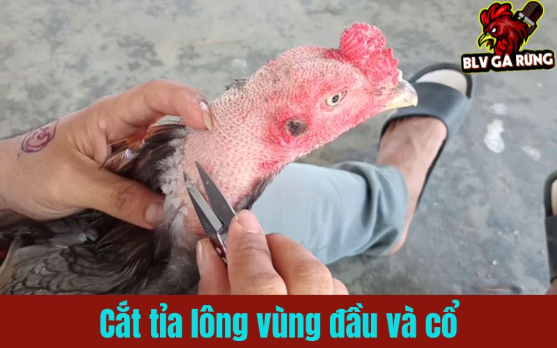Cắt tỉa lông đầu cổ xóa bỏ điểm yếu gà chọi Cắt tỉa lông đầu cổ xóa bỏ điểm yếu gà chọi