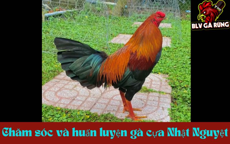 Chăm sóc và huấn luyện gà cựa Nhật Nguyệt Chăm sóc và huấn luyện gà cựa Nhật Nguyệt