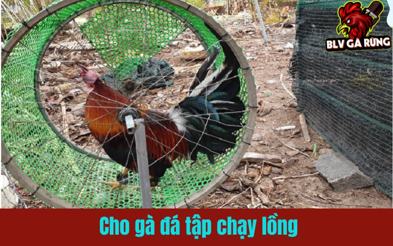 Chạy lồng là bài tập cơ bản và quan trọng nhất Chạy lồng là bài tập cơ bản và quan trọng nhất