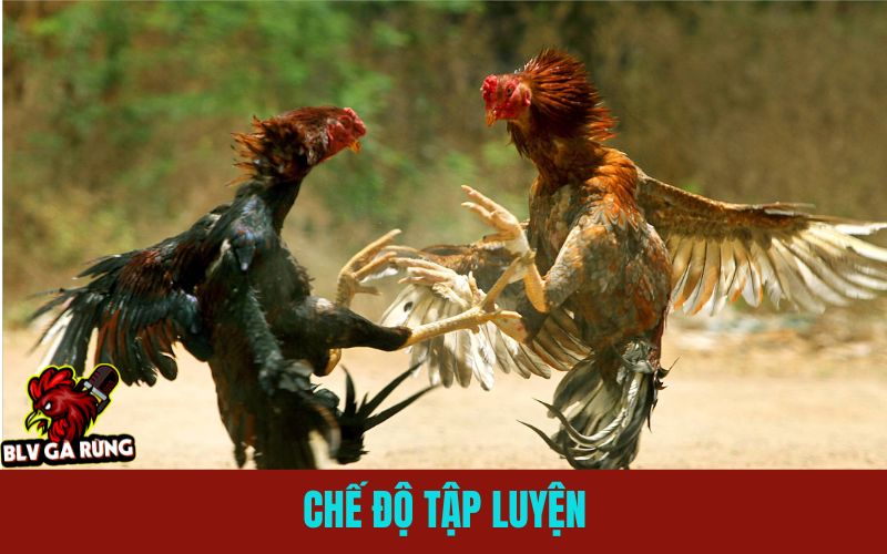 Hướng Dẫn Cách Nuôi Gà Đá Cựa Sắt Chuẩn Từ Tuyển Giống Đến Chăm Sóc Chế Độ Tập Luyện Trong Quá Trình Nuôi Gà Đá Cựa Sắt
