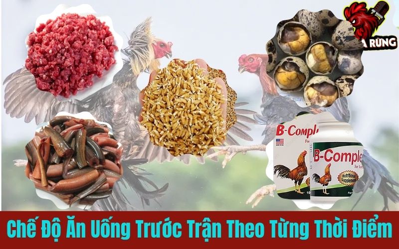 Chế độ ăn uống gà chiến trước trận theo từng thời điểm Chế độ ăn uống gà chiến trước trận theo từng thời điểm