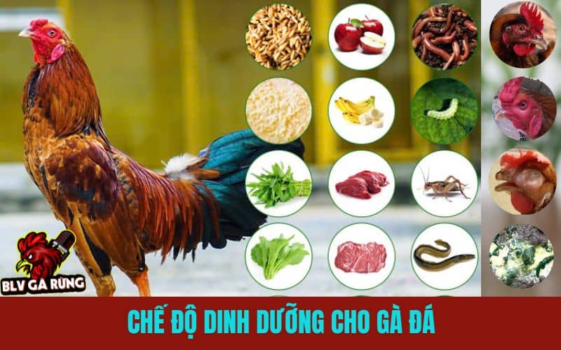 Hướng Dẫn Cách Nuôi Gà Đá Cựa Sắt Chuẩn Từ Tuyển Giống Đến Chăm Sóc Chế độ dinh dưỡng chuẩn trong nuôi gà đá cựa sắt