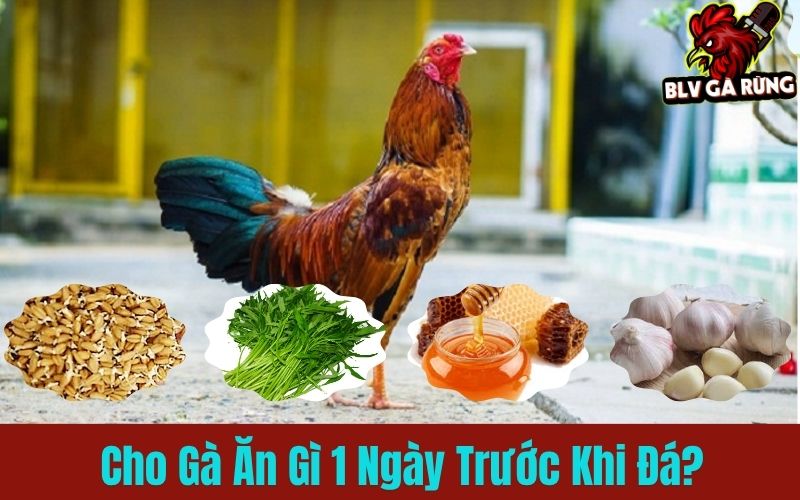Cho gà ăn gì trước khi lâm trận giúp chiến kê bất bại? Cho gà ăn gì trước khi lâm trận giúp chiến kê bất bại?
