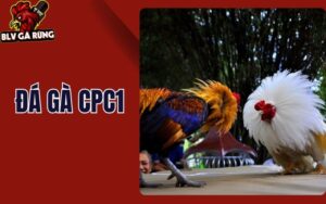Đá Gà CPC1 - Khám Phá Hệ Thống Trực Tiếp Các Trận Gà C1 Campuchia Đá Gà CPC1 – Khám Phá Hệ Thống Trực Tiếp Các Trận Gà C1 Campuchia