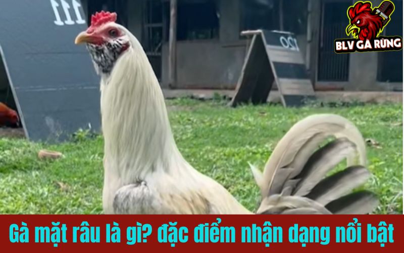 Gà mặt râu là gì? cách nhận biết qua từng đặc điểm nổi bật Gà mặt râu là gì? cách nhận biết qua từng đặc điểm nổi bật