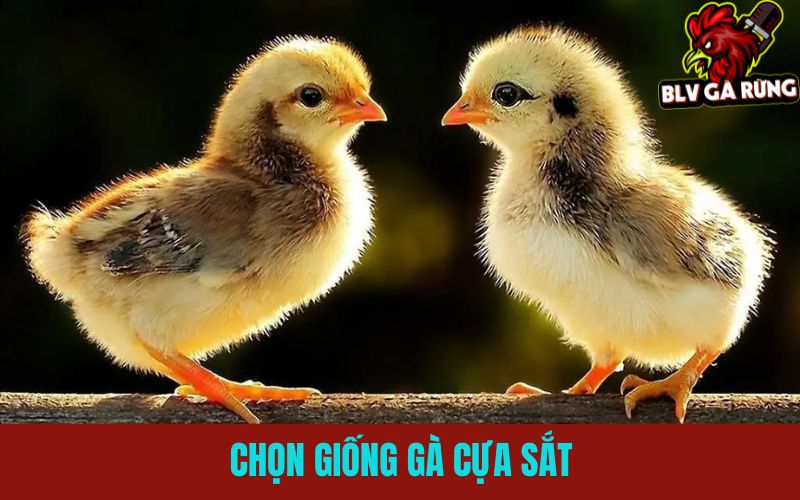 Hướng Dẫn Cách Nuôi Gà Đá Cựa Sắt Chuẩn Từ Tuyển Giống Đến Chăm Sóc Hướng Dẫn Chọn Giống Gà Đá Cựa Sắt Chuẩn