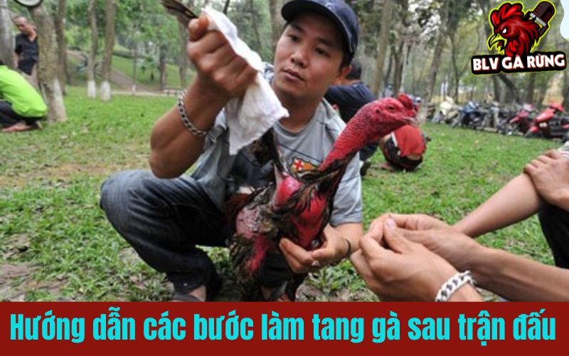 Hướng dẫn các bước làm tang gà sau trận đấu Hướng dẫn các bước làm tang gà sau trận đấu