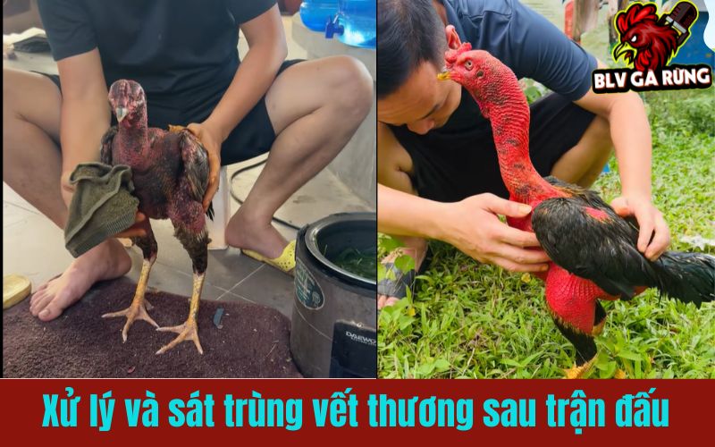 Hướng dẫn chi tiết xử lý vết thương cho gà chiến sau khi đá Hướng dẫn chi tiết xử lý vết thương cho gà chiến sau khi đá