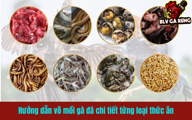Hướng dẫn vô mồi gà đá chi tiết từng loại thức ăn Hướng dẫn vô mồi gà đá chi tiết từng loại thức ăn