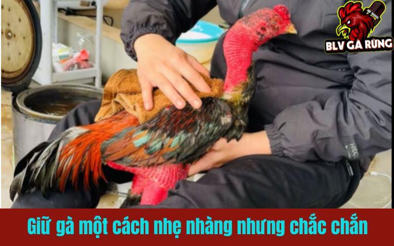 Kẹp gà vào giữa hai đùi xoa bóp tỉ mỉ từng vùng cơ Kẹp gà vào giữa hai đùi xoa bóp tỉ mỉ từng vùng cơ