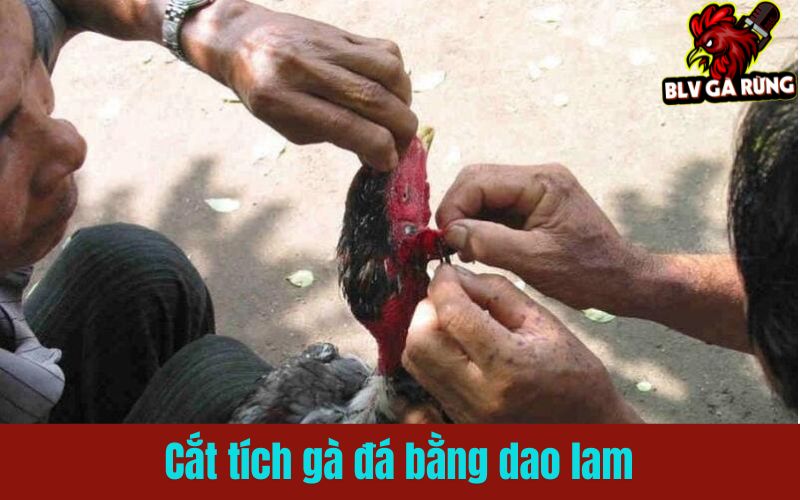 Kỹ thuật cắt tích gà đá bằng dao lam Kỹ thuật cắt tích gà đá bằng dao lam