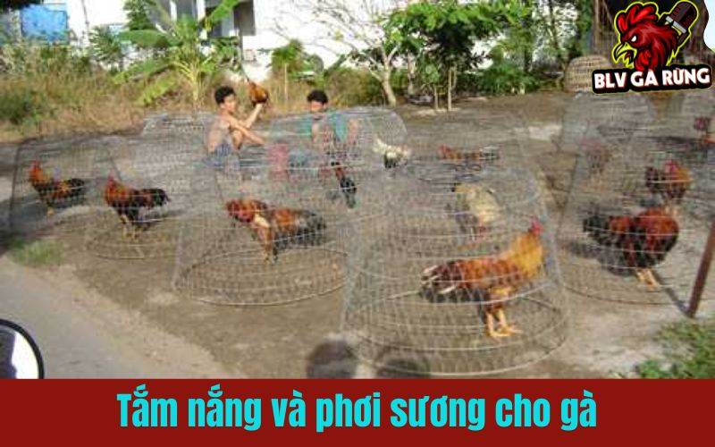 Kỹ thuật tắm nắng và phơi sương cho gà chiến Kỹ thuật tắm nắng và phơi sương cho gà chiến
