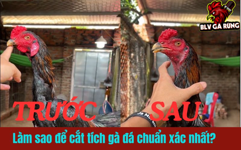 Làm sao để cắt tích gà đá chuẩn xác nhất? Làm sao để cắt tích gà đá chuẩn xác nhất?