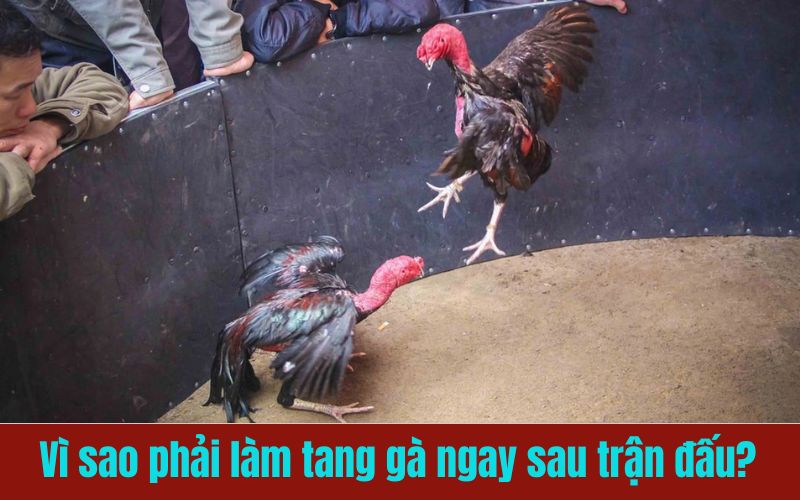 Làm tang gà đúng cách giúp chiến kê sớm trở lại phong độ đỉnh cao Làm tang gà đúng cách giúp chiến kê sớm trở lại phong độ đỉnh cao