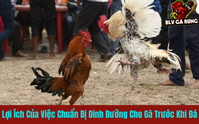 Lợi ích của việc chuẩn bị dinh dưỡng cho gà trước khi đá Lợi ích của việc chuẩn bị dinh dưỡng cho gà trước khi đá
