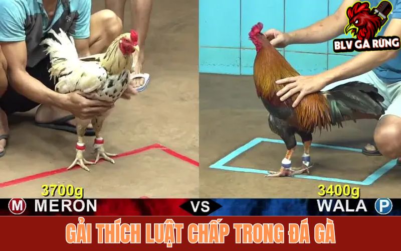 Luật chấp đá gà chung tại các trường gà hiện nay