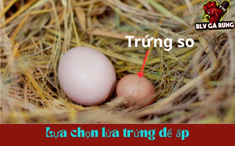 Nên bỏ lứa trứng đầu tiên, ấp trứng từ lứa thứ hai trở đi Nên bỏ lứa trứng đầu tiên, ấp trứng từ lứa thứ hai trở đi
