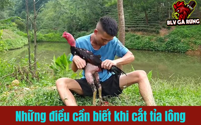 Những lưu ý quan trọng khi cắt tỉa lông gà chọi Những lưu ý quan trọng khi cắt tỉa lông gà chọi