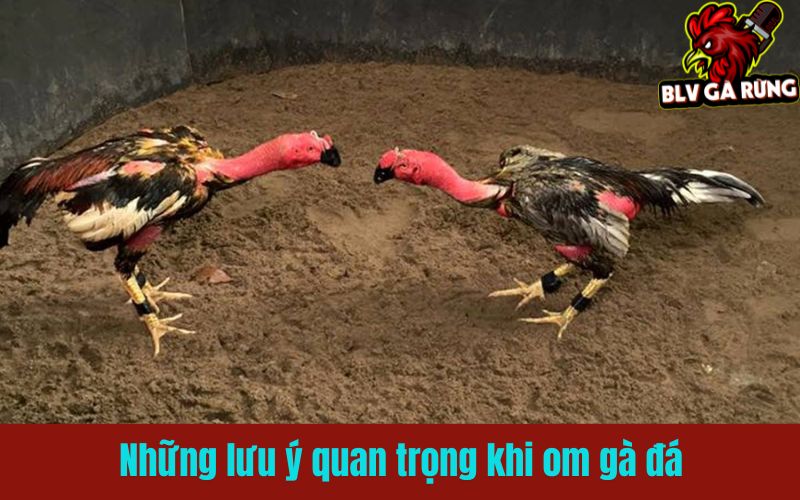 Những lưu ý quan trọng khi om bóp gà đá Những lưu ý quan trọng khi om bóp gà đá
