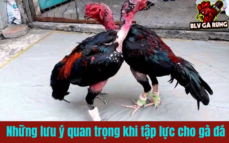Những lưu ý quan trọng khi tập lực cho gà đá Những lưu ý quan trọng khi tập lực cho gà đá