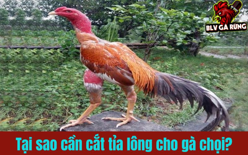 Những ưu điểm khi cắt tỉa lông gà chọi Những ưu điểm khi cắt tỉa lông gà chọi