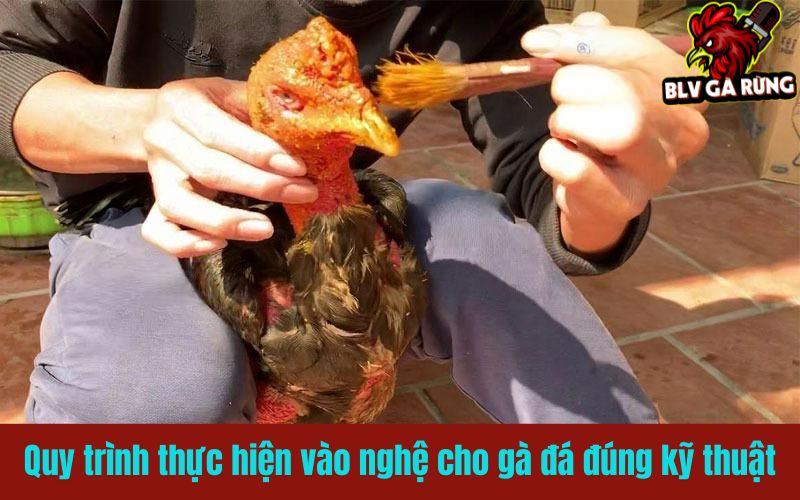 Quy trình thực hiện vào nghệ cho gà đá đúng kỹ thuật Quy trình thực hiện vào nghệ cho gà đá đúng kỹ thuật