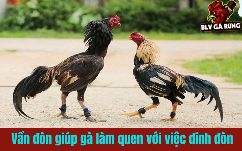 Vần đòn giúp gà làm quen với việc dính đòn và tăng sức lì Vần đòn giúp gà làm quen với việc dính đòn và tăng sức lì