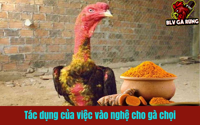 Vào nghệ cho gà chọi để da dày, kháng đòn hiệu quả Vào nghệ cho gà chọi để da dày, kháng đòn hiệu quả