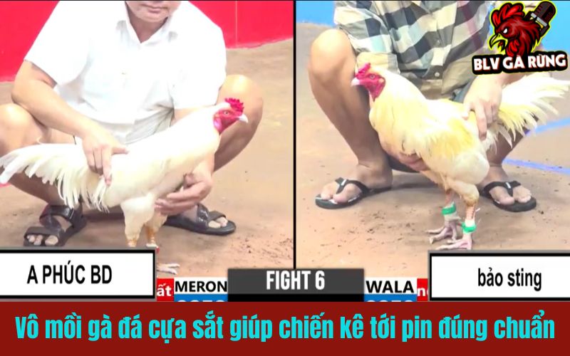 Vô mồi cho gà đá cựa sắt giúp chiến kê tới pin đúng chuẩn Vô mồi cho gà đá cựa sắt giúp chiến kê tới pin đúng chuẩn
