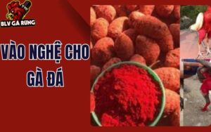 Cách Vào Nghệ Cho Gà Đá Đúng Kỹ Thuật Giúp Chiến Kê Sung Mãn, Bền Lực Cách Vào Nghệ Cho Gà Đá Đúng Kỹ Thuật Giúp Chiến Kê Sung Mãn, Bền Lực