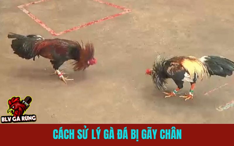 Gà Đá Bị Gãy Chân Khi Thi Đấu - Cách Xử Lý, Điều Trị Và Hồi Phục Nhanh Cách Xử Lý Gà Đá Bị Gãy Chân Khi Đi Thi Đấu
