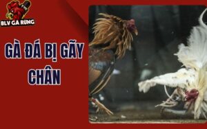 Gà Đá Bị Gãy Chân Khi Thi Đấu - Cách Xử Lý, Điều Trị Và Hồi Phục Nhanh Gà Đá Bị Gãy Chân Khi Thi Đấu - Cách Xử Lý, Điều Trị Và Hồi Phục Nhanh