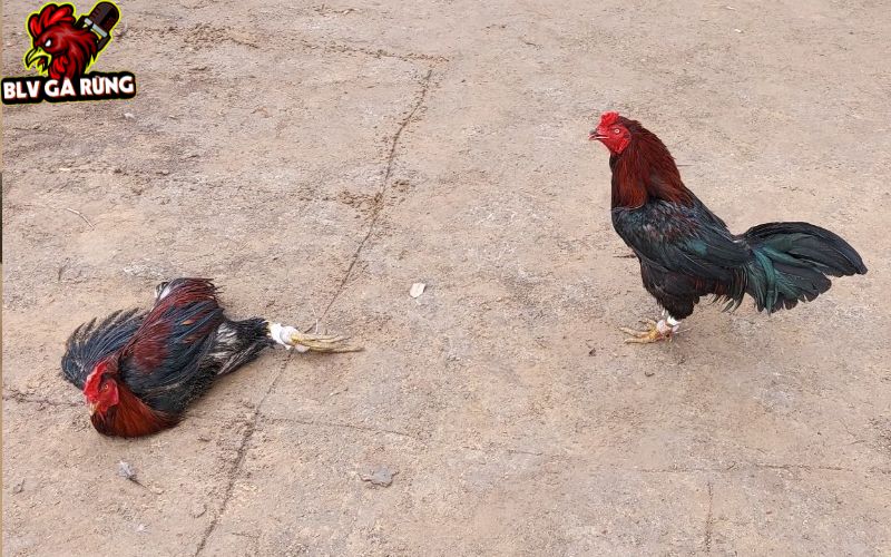 Gà Đá Bị Gãy Chân Khi Thi Đấu - Cách Xử Lý, Điều Trị Và Hồi Phục Nhanh Hướng dẫn cách chữa gà đá bị gãy chân do đi đá từ trường về