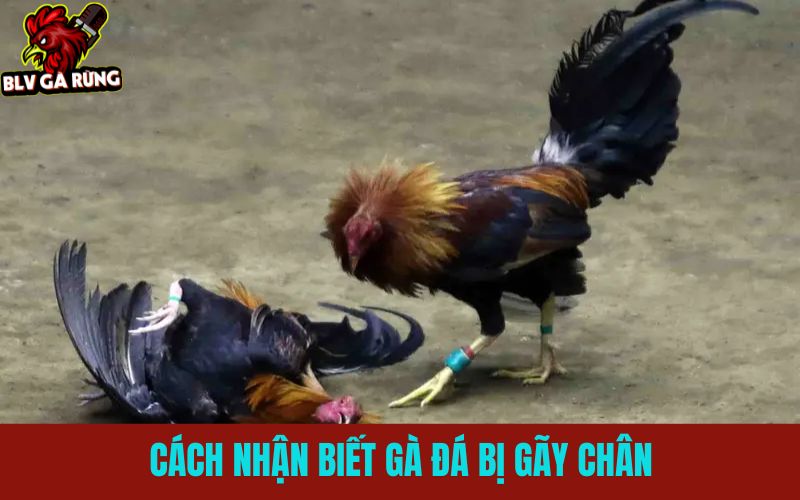 Gà Đá Bị Gãy Chân Khi Thi Đấu - Cách Xử Lý, Điều Trị Và Hồi Phục Nhanh Những dấu hiệu gà đá bị gãy chân khi đang thi đấy