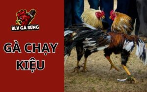 Gà Chạy Kiệu - Tìm Hiểu Đặc Điểm, Lối Đá Và Ưu Nhược Điểm Gà Chạy Kiệu