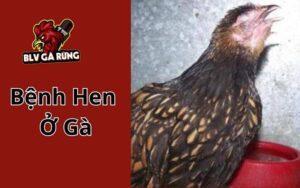 Bệnh Hen Ở Gà - Cách Điều Trị Và Phòng Bệnh Hiệu Quả Bệnh Hen Ở Gà