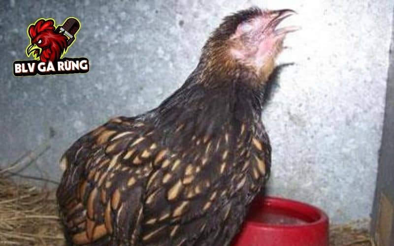 Bệnh hen ở gà có nhiều nguyên nhân gây ra Bệnh hen ở gà có nhiều nguyên nhân gây ra