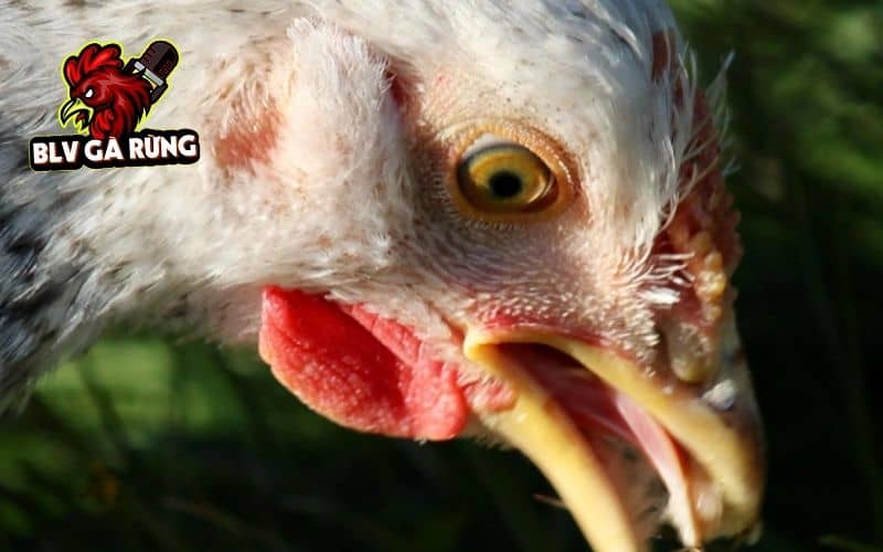 Cách ly gà bị hen sang nơi khác tránh lây lan Cách ly gà bị hen sang nơi khác tránh lây lan