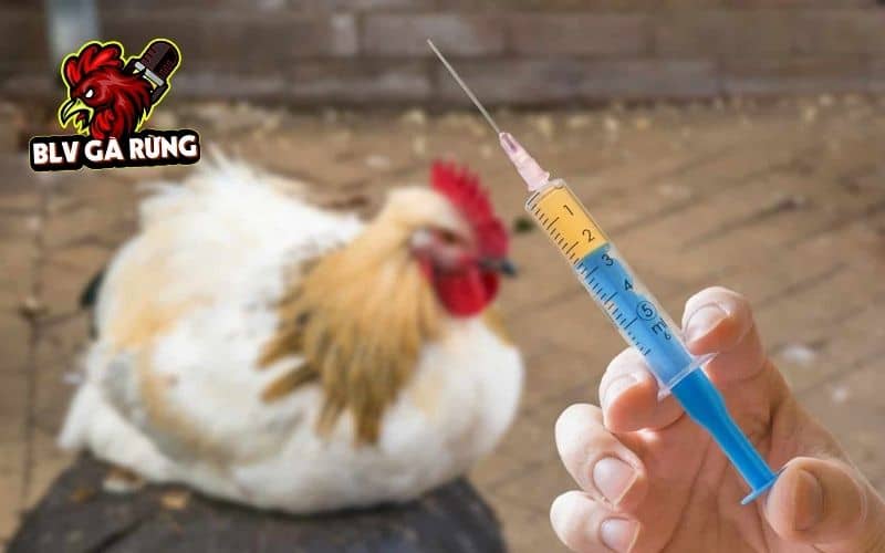 Dùng các loại thuốc đặc trị bệnh hen ở gà Dùng các loại thuốc đặc trị bệnh hen ở gà
