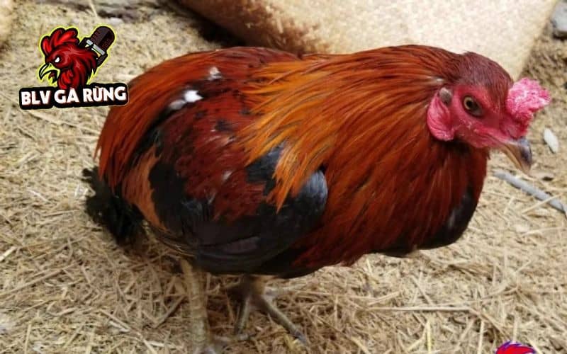 Gà bị chấn thương ở đầu vô cùng nguy hiểm Gà bị chấn thương ở đầu vô cùng nguy hiểm