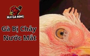 Gà Bị Chảy Nước Mắt - Tìm Hiểu Nguyên Nhân Và Cách Điều Trị Hiệu Quả Gà bị chảy nước mắt