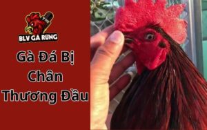 Gà Đá Bị Chấn Thương Đầu - Tìm Hiểu Cách Điều Trị Hiệu Quả Gà Đá Bị Chấn Thương Đầu