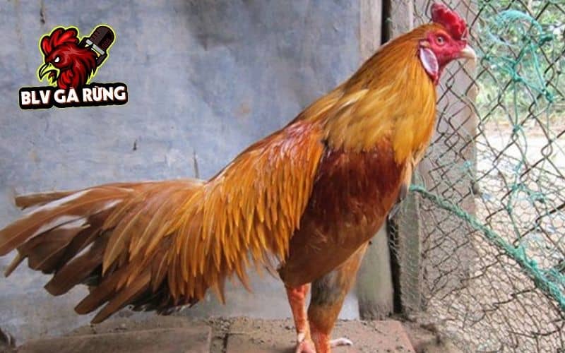 Những nguyên nhân chính gà bị chấn thương ở đầu Những nguyên nhân chính gà bị chấn thương ở đầu