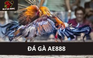 Tìm Hiểu Các Ưu Điểm Được Nhiều Người Yêu Thích Đá Gà AE888 Đá Gà AE888