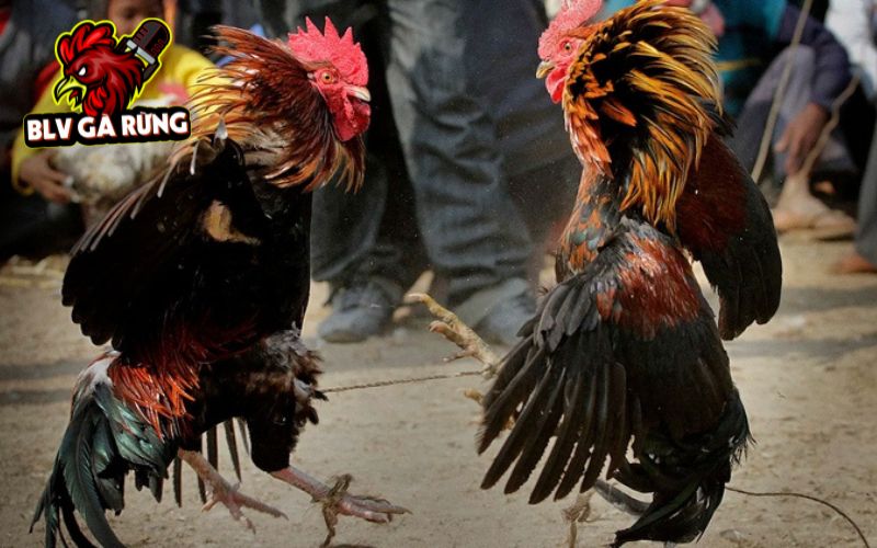 Tại Trực Tiếp Đá Gà có bình luận viên chuyên nghiệp