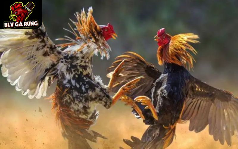 8KBET phát sóng trực tiếp đá gà hàng ngày